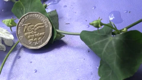 Close-up of a small coin featuring a delicate flower design Stock Footage 331133938