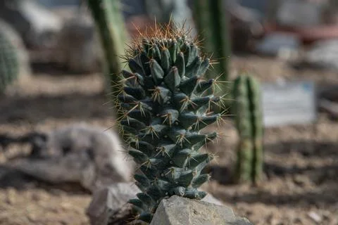 A close-up of a small, columnar cactus with dark green skin and sharp, Stock Photos