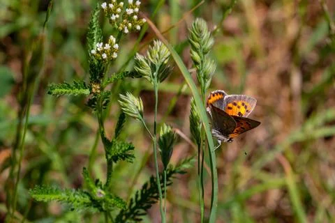 Close up of a small copper butterfly on blade of grass with blurred bokeh 스톡 사진