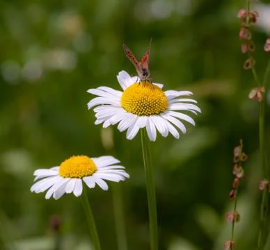 Close up of a small copper butterfly on daisy blossom with blurred bokeh Foto stock