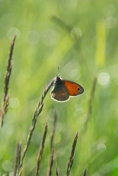 Close-up of a Small Copper Butterfly on Grass Stock Photos