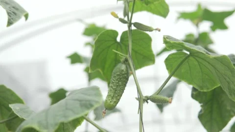 Close-up of small corn cucumbers hanging on a branch in a greenhouse, Stock Footage 324500908