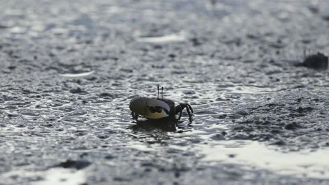 Close Up : Small Crab Activity While Looking for Food Stock Footage
