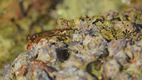 Close-up of a small crab on a rugged coastal rock formation in the sea, East of Stock Footage 324769912