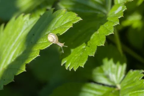 Close-up of a small crawling snail on a plant leaf in an outdoor garden, mo.. Stock Photos