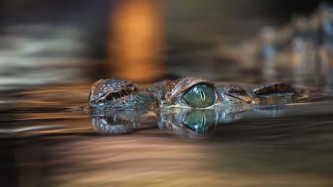 Close up of a small crocodile eyes Stock Footage 246424642