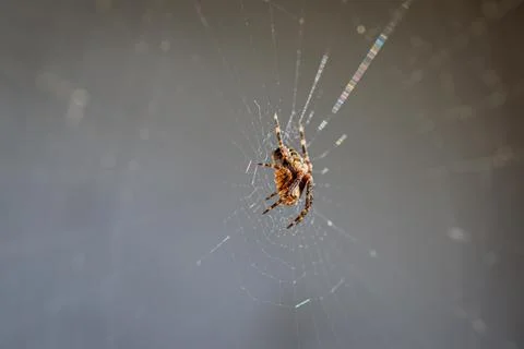 A close-up of a small cross spider Stock Photos