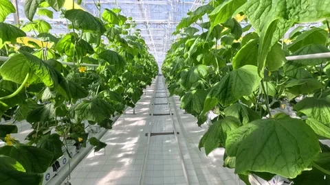 Close-up of a small cucumber developing from a bright yellow flower. Video stock 306073303