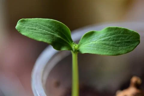 Close up of a small cucumber seedling Stock Photos