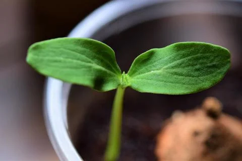 Close up of a small cucumber seedling Stock Photos