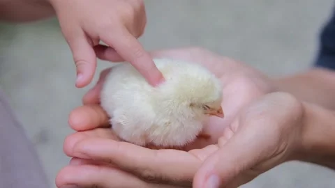 Close up of small cute yellow chick, tiny kid's hands carrying and patting Stock Footage 170471197