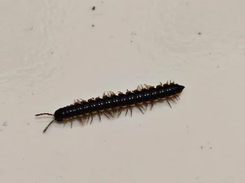 Close up of small dark brown millipede crawling on light surface Stock Photos