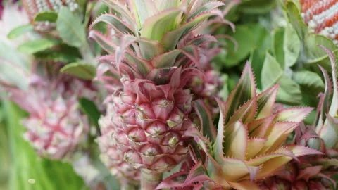 Close-up of small decorative pineapples are being prepared for flower bouquet 4K Stock Footage 86521862