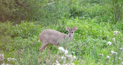 Close up of small deer of the ibera marshes eating in bushes. Stock Footage 275476612