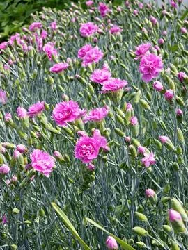Close up of small delicate bright pink carnation flowers Dianthus caryophyllu Stock Photos