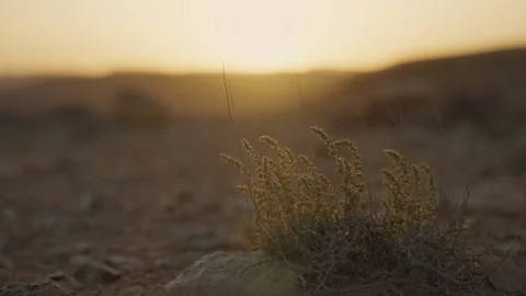 Close up of small desert shrub on arid ground at golden hour sunset or sunrise 库存影片 330303042