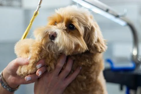 Close up of small dog being held during grooming session, pet care and handling Stock Photos