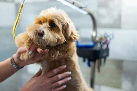 Close up of small dog being held during grooming session, pet care and handling Stock Photos