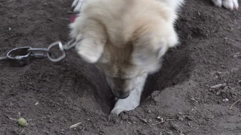 Close up of a small dog digging a deep hole in the ground Stock-Footage 347996103
