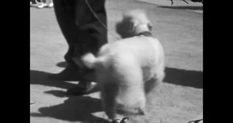 Close-up of a small dog in a public space, old home movie, Vintage 8mm film Stock Footage 339656368