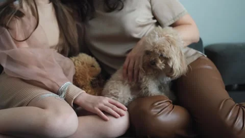 Close-up of a small dog resting with its owners on the sofa 스톡 동영상 264759330