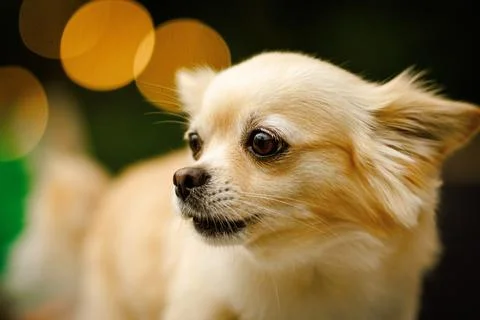 Close-up of small dog with soft light bokeh Stock Photos