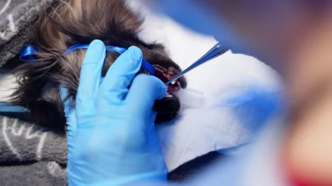 Close-up of a small dog tooth extraction on the operating table. Stock Footage 269374506
