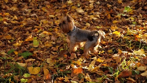 Close-up of a small dog walking in the autumn forest on fallen leaves. Stock Footage 294678720