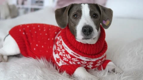 Close up of small dog on white bed in red sweater. Christmas holidays concept Stock Footage 141681964