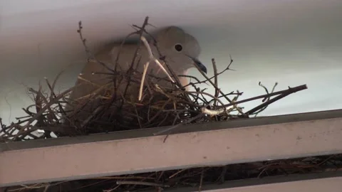 Close up small dove hatching in the nest. 스톡 동영상 154581626