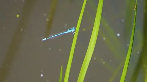 Close up of small dragonfly  Stock Footage 249740892