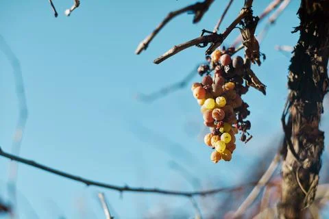 Close-up of a small dried bunch of grapes hanging on a bare vine branch aga.. 스톡 사진
