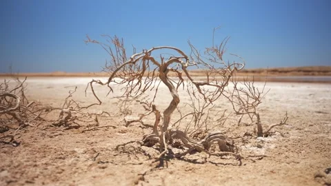 Close up of small dried trees in the dry sandy soil of the desert Stock Footage 253608828