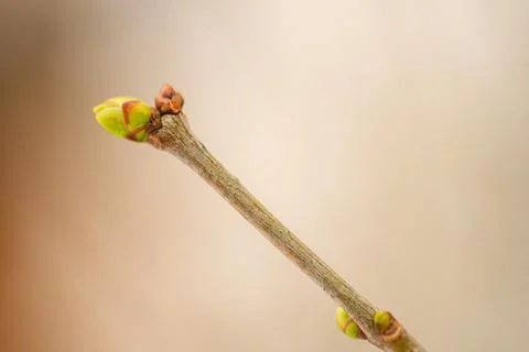 Close-up of a small dry branch with developing buds in early spring Stock Photos