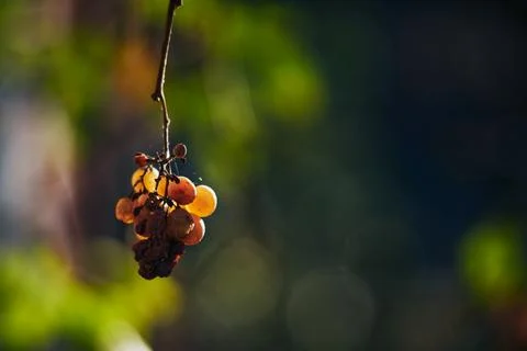 Close-up of a small dry grape cluster hanging from a vine stem in soft light Stock Photos