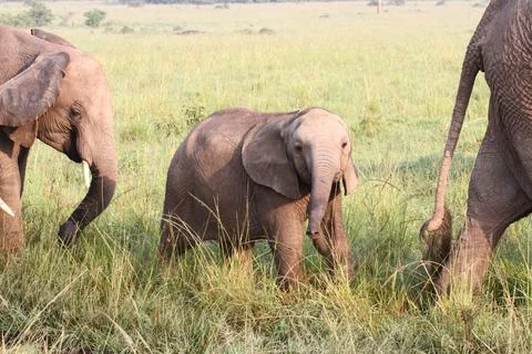 Close-up of a small elephant calf travelling with his herd Stock Photos