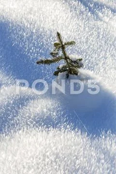 Close-up of a small evergreen tree in an unique spike frosty snow cover Stock Photos