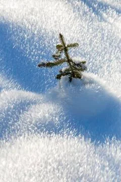 Close-up of a small evergreen tree in an unique spike frosty snow cover Foto stock