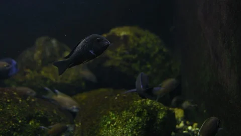 Close-up Small Exotic Fish Swim in Aquarium Stock Footage 113864508