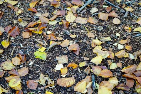 Close up of small fallen leaves on the forest floor 库存照片