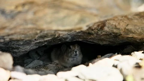 A close-up of a small field gopher hiding under a large rock on a sunny day. The Stock Footage 327661058