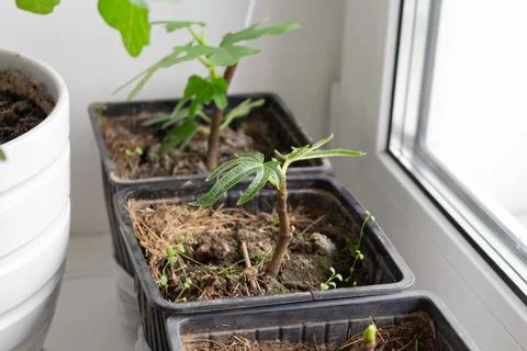 Close up of small fig plant sprouts growing in black plastic containers nea.. Fotos Stock