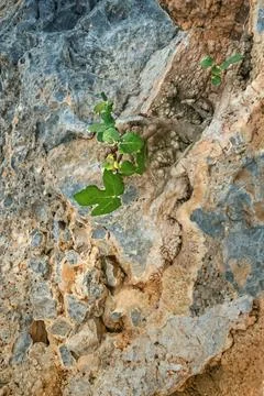 Close-up of small fig tree growing on rock Stock Photos