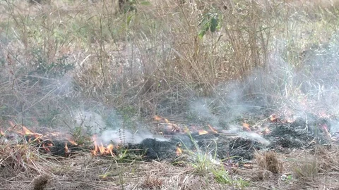 Close up of small fire lapping against grass 4K Vídeo Stock 84028728