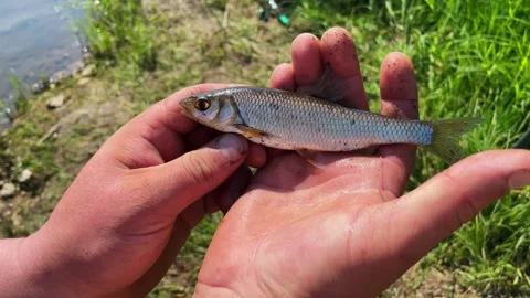 A close-up of a small fish Stock Footage 246327313