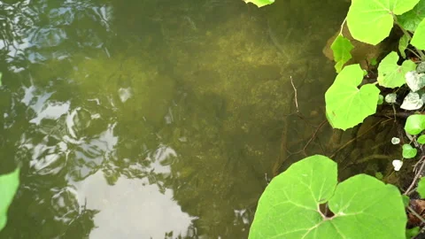 Close-Up of Small Fish Swimming in Clear Lake Water Stock Footage 312762530
