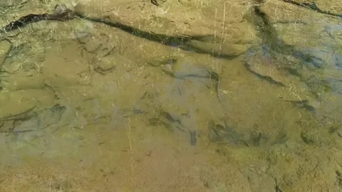 Close-up of small fish swimming in clear shallow stream over sandy rocky bed Vidéo 344429509