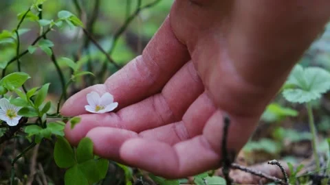 Close-up of a small flower growing in the forest Stock Footage 199118560