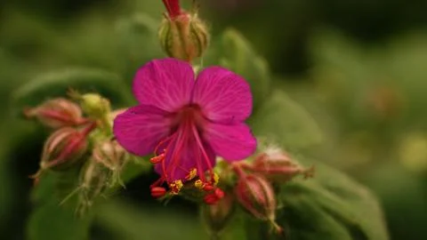 Close up of small flower. 写真素材