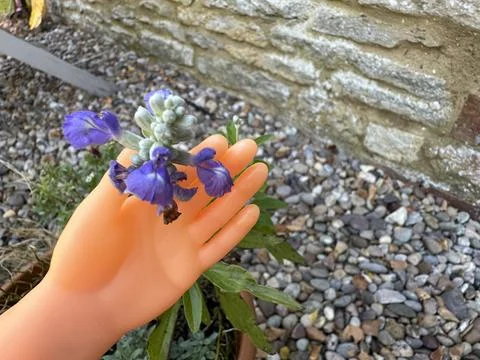 Close up of a small flower in a tiny finger puppet hand Stock Photos